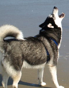 Huskies like to howl like wolves, which can be very annoying for your neighbors