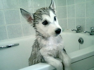 You should bathe your Husky a few times per year