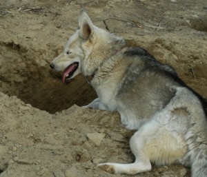 Digging is one of the most annoying habits of a Siberian Husky dog breed
