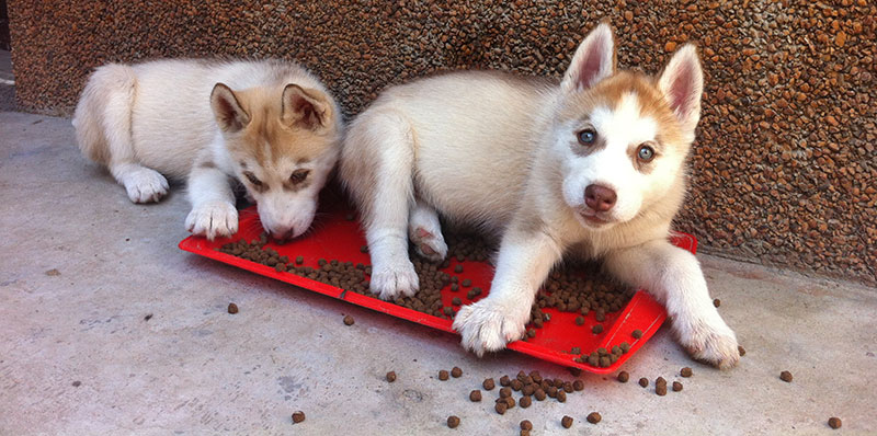 Proper food is a must to secure a healthy growth of your little Husky!