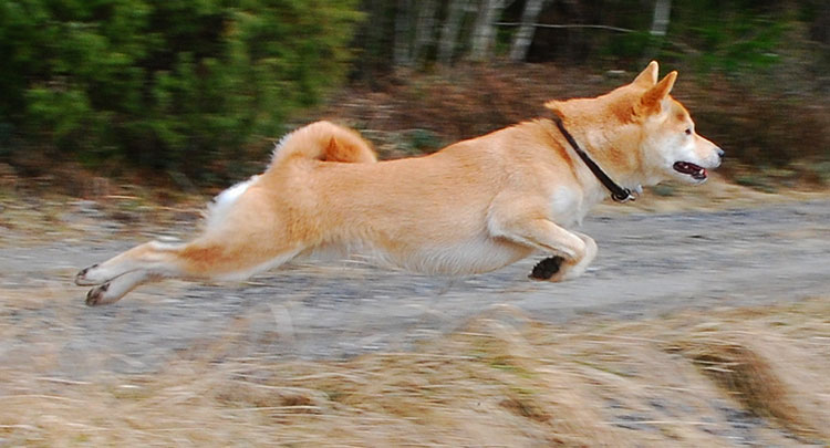 Shibas are very agile dogs, which can jump long and high