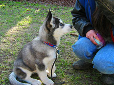 Make the lessons of basic commands for your Husky short, but do'em on a daily basis