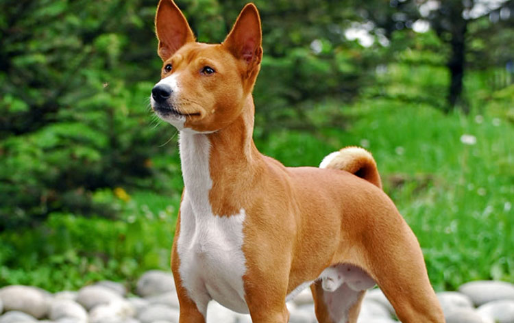 Basenjis are highly energetic and agile dogs!