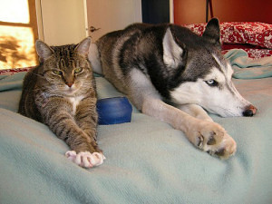 Yes, your Husky can live peacefully with your cat!