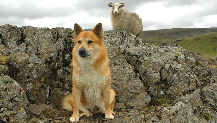 Icelandic Sheepdog is the perfect companion for every shepherd