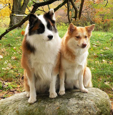 Prominent White color and longer hair of the lower parts of his body are some of the main Icelandic Sheepdog characteristics
