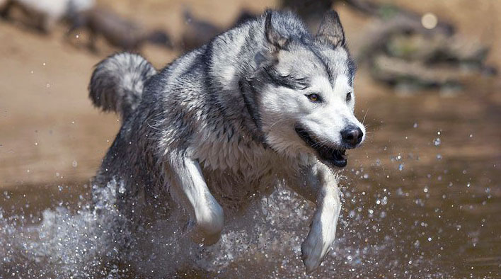 Alaskan Malamutes are known to be very strong and agile dogs
