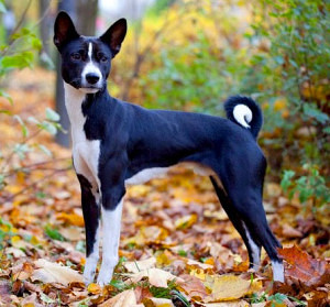 Long legs are one of the most recognizable physical Basenji dog characteristics!