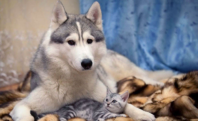 Husky behavior issues with cats are common, but you can correct them!