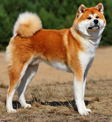Akita Dog Characteristics | Traits 