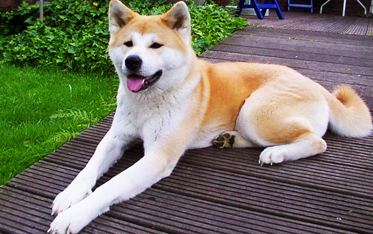 Akita Inu is very graceful and strong dog