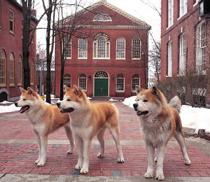 Layla, Chico, and Forrest, three famous Akita Inu dogs in the role of Hachi