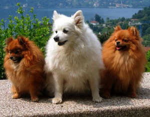 Red Florentine Spitz dogs are very rare today