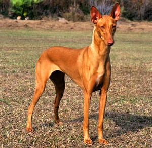 Kelb tal-Fenek or Rabbit Dog is a gracious and elegant hound from Malta