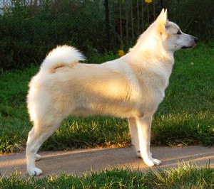 Norwegian Buhund is an compact and very agile dog