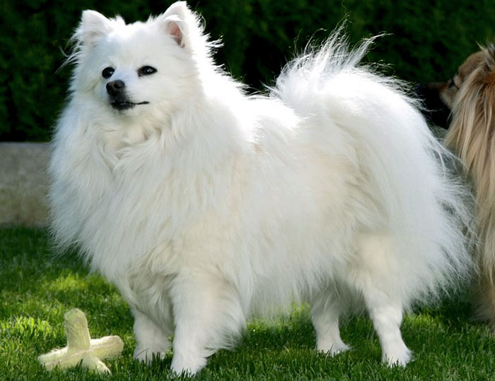 Volpino Italiano dog has a long, fluffy coat. which gives him elegant look