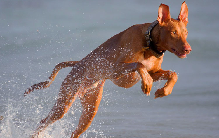 Pharaoh Hounds are extremely fast dogs, which can jump very high