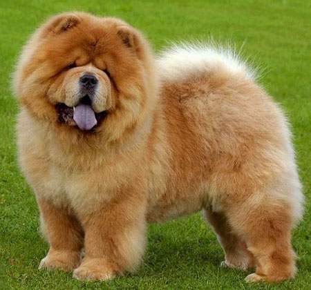 Chow Chow dog is a beautiful family dog