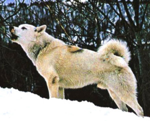 Greenland Dog is the embodiment of pure strength and agility
