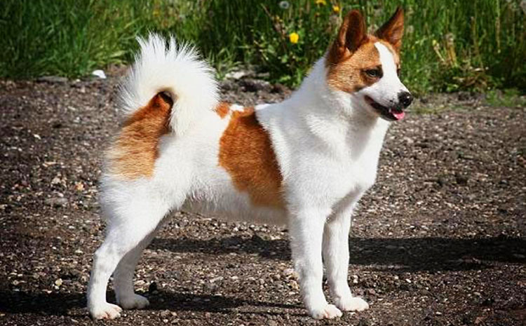 Norrbotten Spitz is smallest of all Nordic primitive hounds