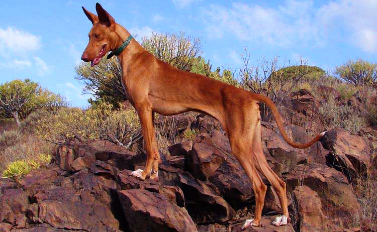 The Canary Islands Hound hunting skills are incredible!