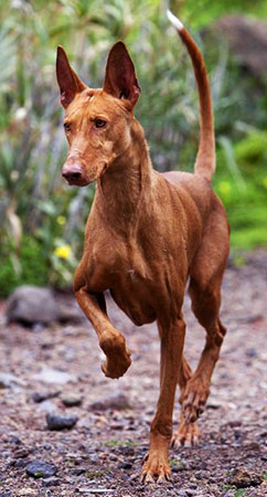 Podenco Canario is an agile, elegant and very intelligent hound