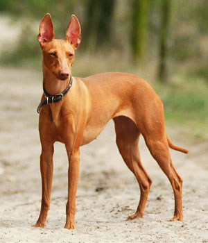 The Cirneco dell Etna is a primitive Sighthound originating from Sicily