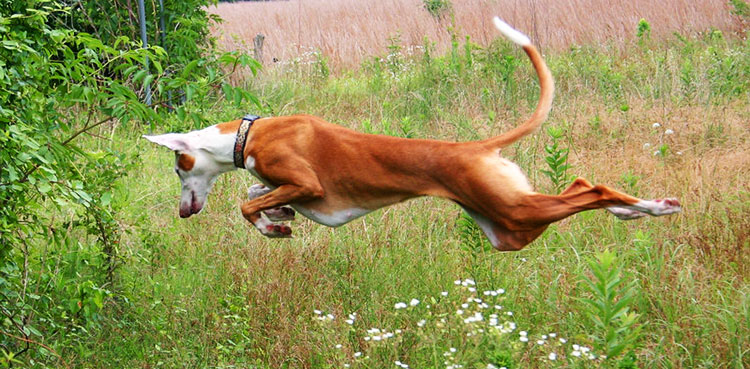 Podenco Ibicenco is an excellent hunter, who can easily cope with any kind of terrain