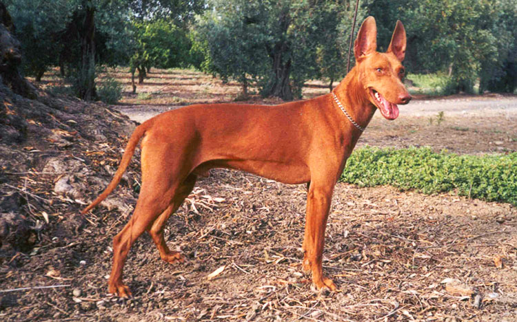 Sicilian Hound is an agile hunting dog specialized in hunting rabbits!