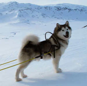 Alaskan Malamute is a beautiful sled dog with huge strength and energy