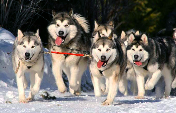 Malamutes are remarkable sled dogs, which can easily cope with the harshest of winter environments