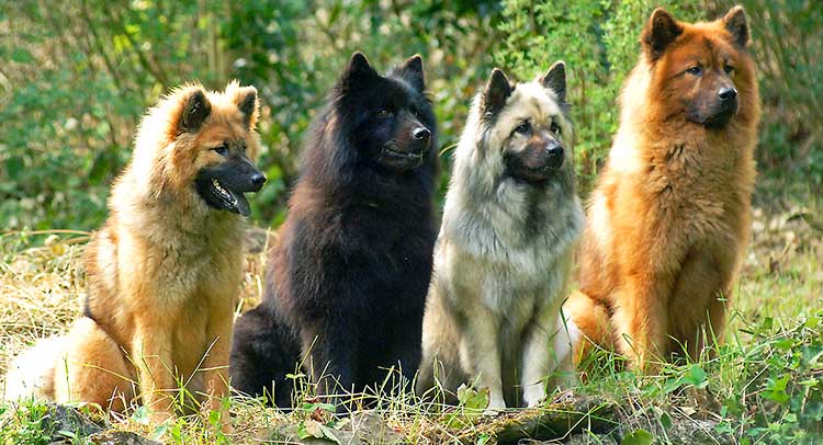 Eurasian Dogs come in many colors and motives