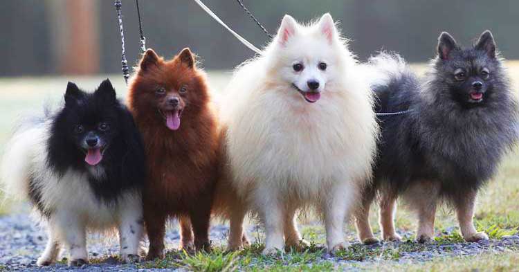 Kleinspitz dogs come in many color varieties