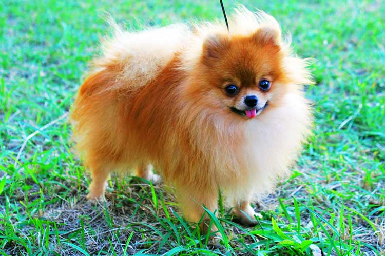 Zwergspitz or Pomeranian is the smallest and youngest of all German Spitzes