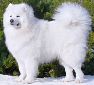 Samoyed is a beautiful working dog of many qualities