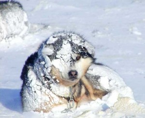Spitz type dogs are used to live in harsh climates of the Arctic circle