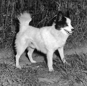 Tahl-tan Bear Dog, primitive type dog from North America is now extinct