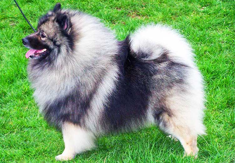 Wolfspitz or Keeshond is the biggest of all five German Spitzes