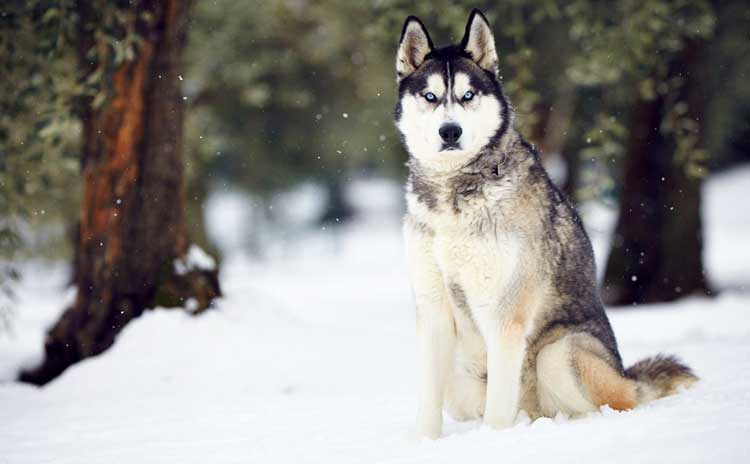 Husky is a famous polar dog of incredible beauty