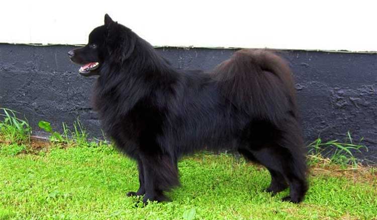 Lapponian Dog is an agile, strong, and smart dog, often maintaining a proud stance