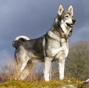 Swedish Elkhound is an elegantly looking dog, who is very agile and strong