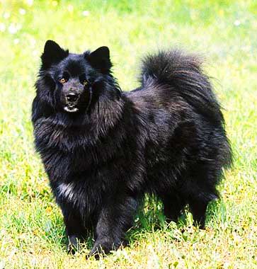 Swedish Lapphund is a versatile working dog with many qualities
