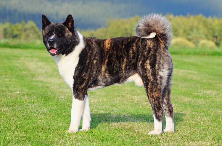 Intimidating look and bear-like head are some of the main characteristics of the American Akita