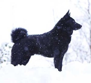 Black Norwegian Elkhound is an agile, quarrelsome and hardy dog