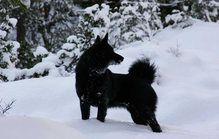 Norsk Elghund Sort is an excellent big game hunting dog!