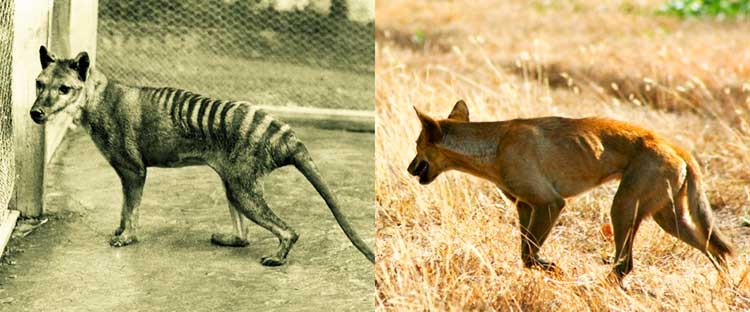 Dingo has been often blamed for the extinction of some unique Australian marsupials - Tasmanian devil, Tasmanian nativehen, and thylacine