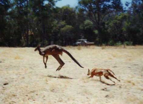 australian dingo pack