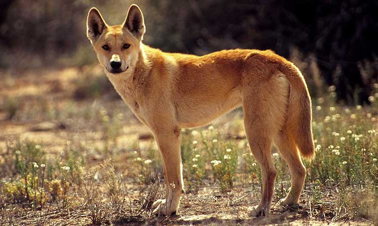Dingo is a wild canine, which has never been fully domesticated