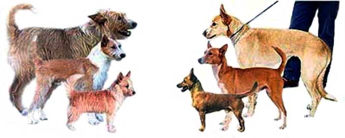 There are three sizes of Podengo dogs - Pequeno (small), Medio (medium), and Grande (large), and all of them can have two coat types - wire-haired or smooth-haired.