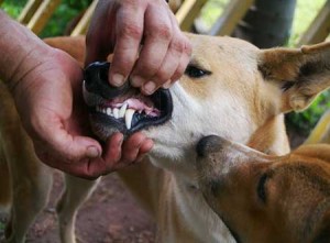 Australian Native Dogs have longer canine teeth and larger carnassials than domesticated dogs